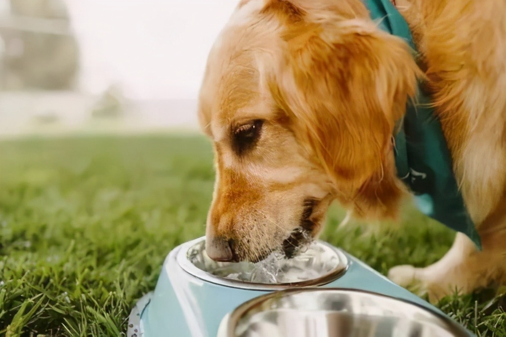 狗狗得胰腺炎不爱喝水怎么办,狗狗没精神一喝水就吐是什么问题