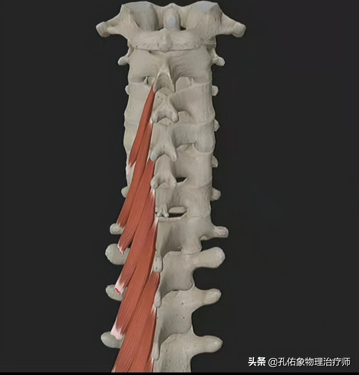 脖子按摩起来咯噔咯噔的怎么回事,转动脖子咔咔响什么原因