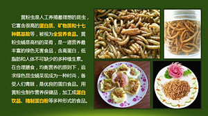 广西博白县养殖致富项目,金港扶贫