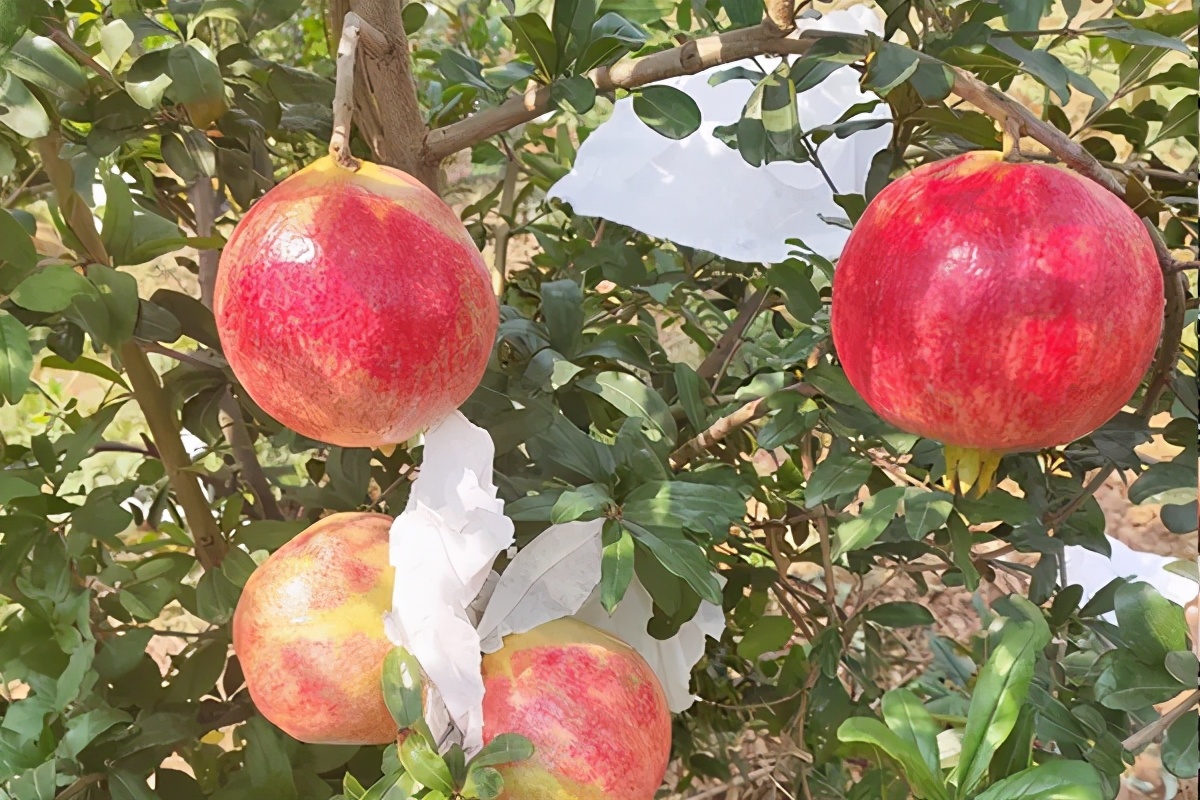 水果套袋和不套袋有什么区别,种植水果套袋的危害有多大