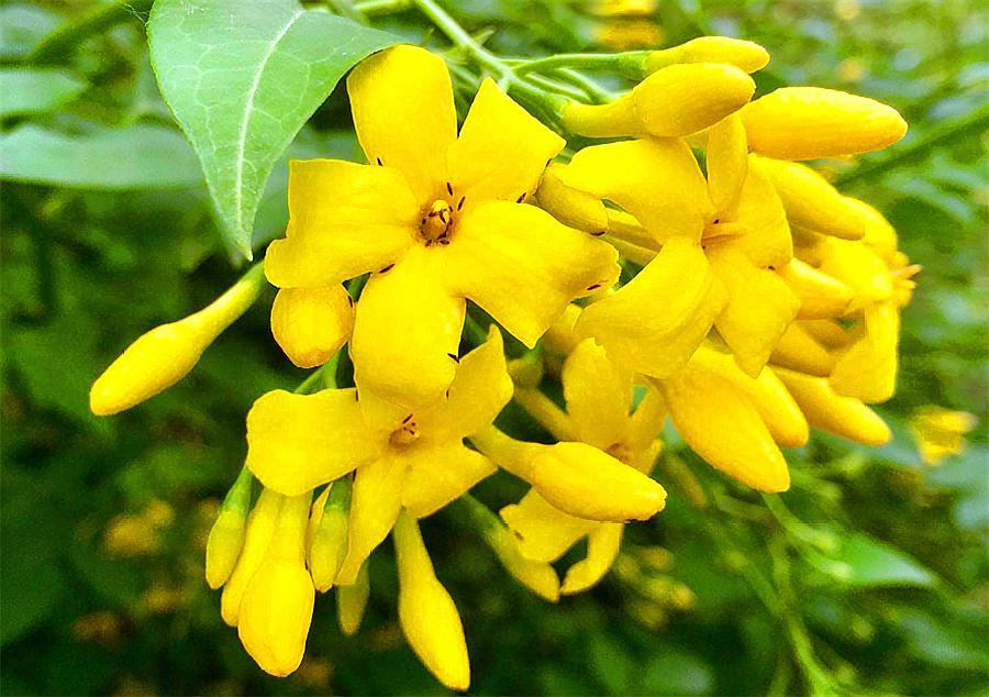 迎夏花和迎春花一样吗,迎春花和迎夏花的对比