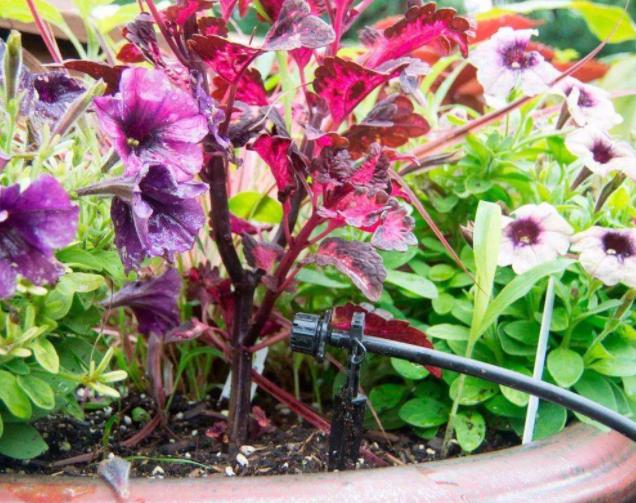 养花浇淘米水和啤酒好吗,啤酒养花好还是雪碧养花好