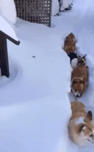 基基复唧唧，柯基战斗机，使出必杀技，底盘更贴地！