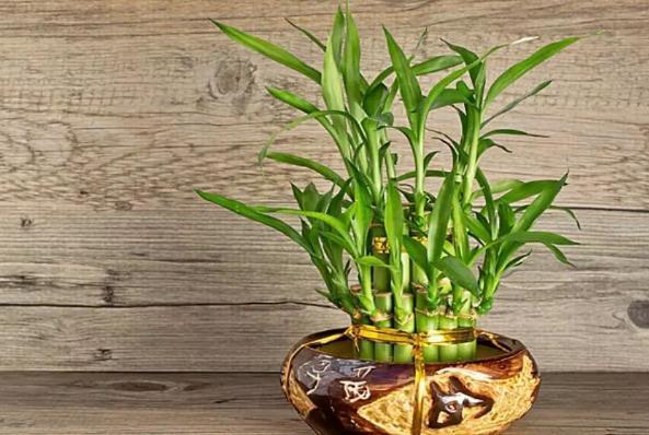 富贵竹怎么养才能生根更旺盛呢,富贵竹怎么养才能快速生根不发黄