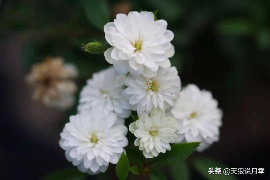 优雅女士月季花,奇葩月季品种图片