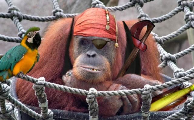 鹦鹉为什么会模仿人说话动画视频,为什么鹦鹉能模仿那么多声音