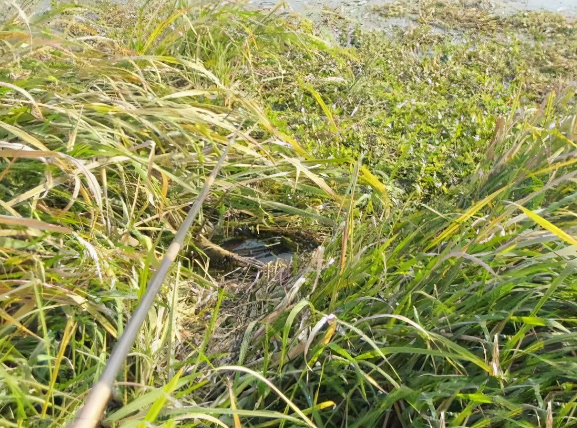 黑鱼钓法和饵料,黑鱼钓法大盘点