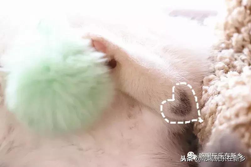 猫主子驾到,猫咪主子驾到