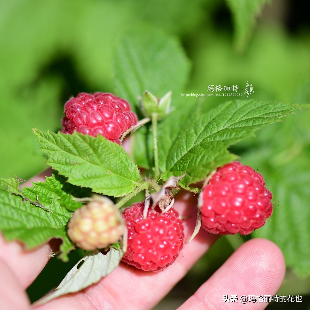 树莓在庭院怎么种植,树莓可在院子里种吗