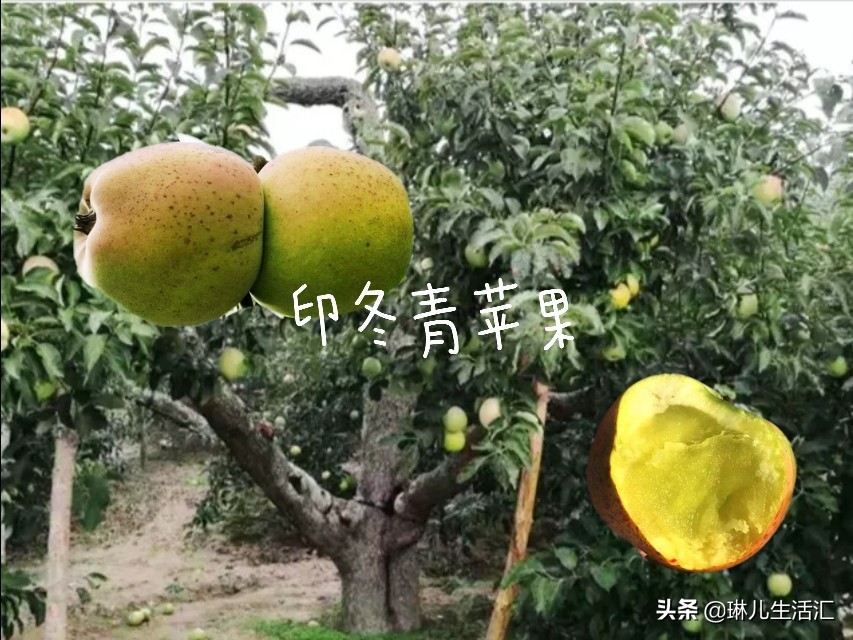 每天认识一种美食,每天认识一种食品