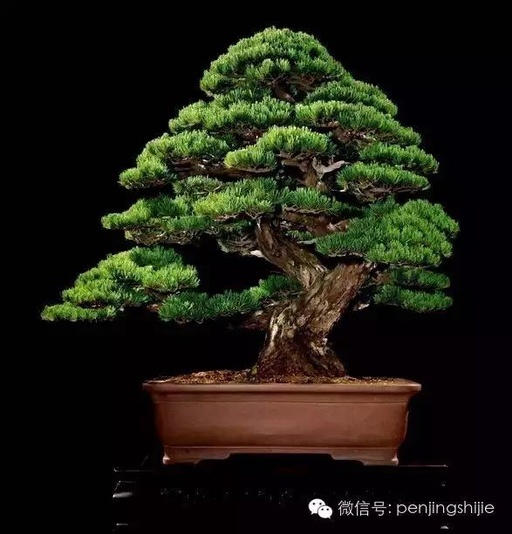 世界十大罕见花卉,世界名贵花卉高清大图