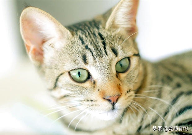 埃及猫的速度与激情，一定会让你迷恋