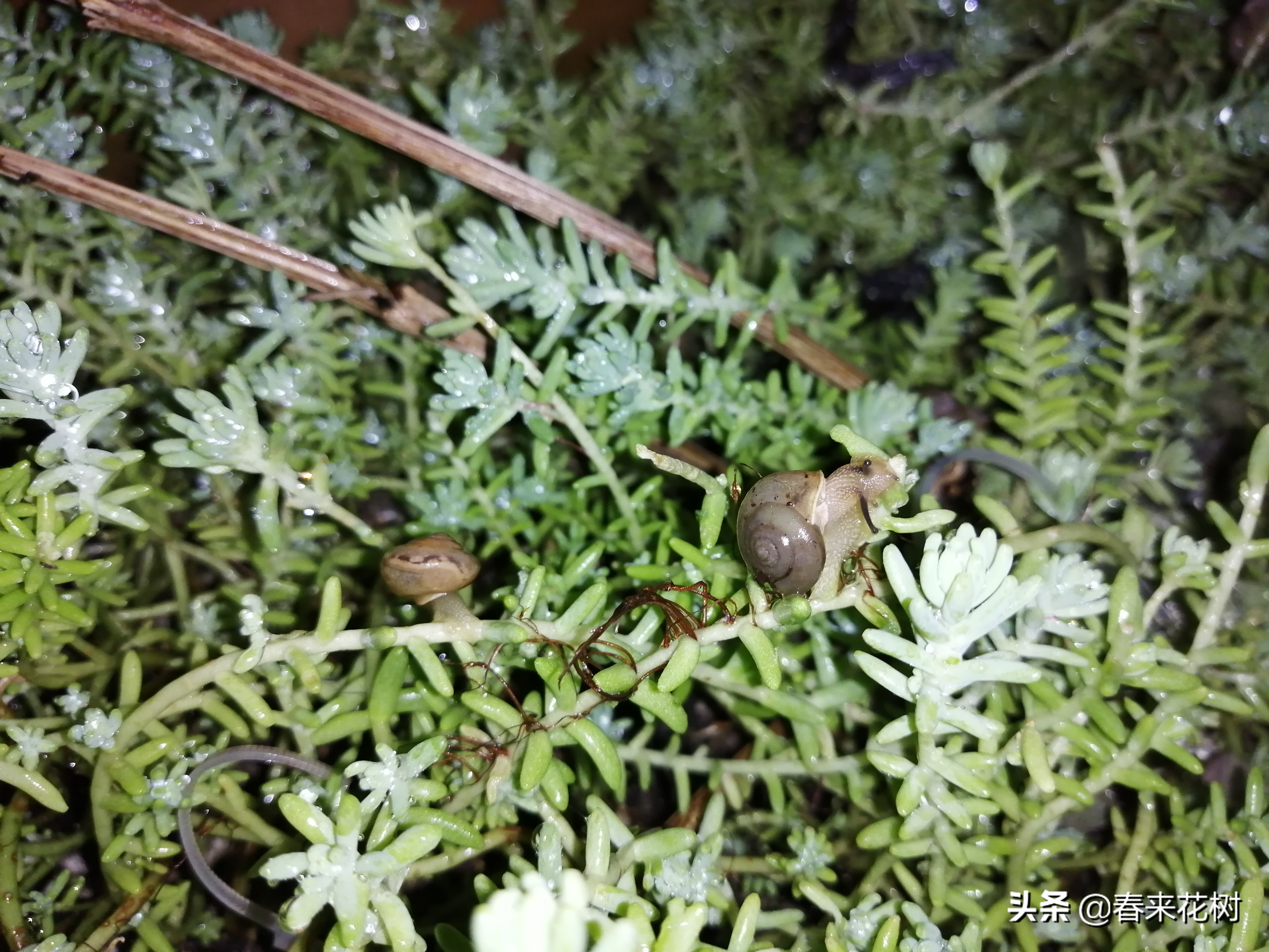 爱养花的坏处,养花防小蜗牛的方法有哪些