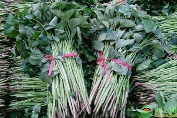 红薯苗现在多少钱一棵,红薯种植技术红薯苗哪里买