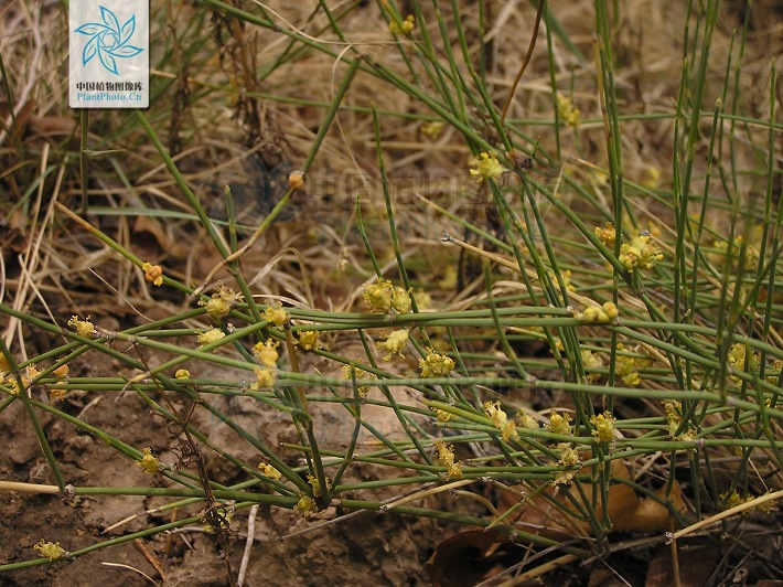 藁本神农本草经,神农本草经葛根原文