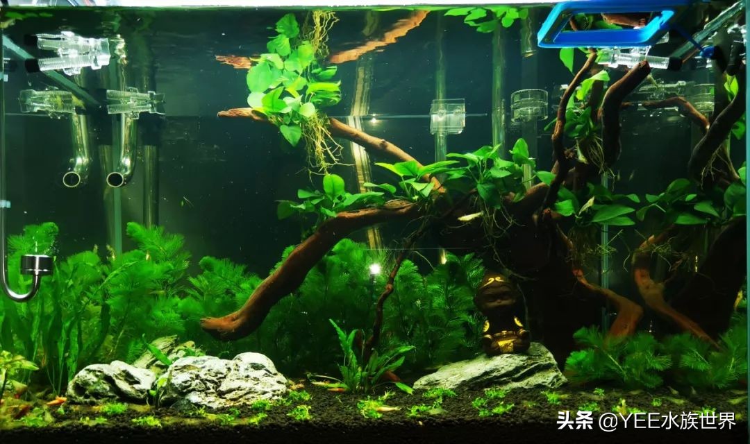 微观除藻最有效的方法,除藻工具