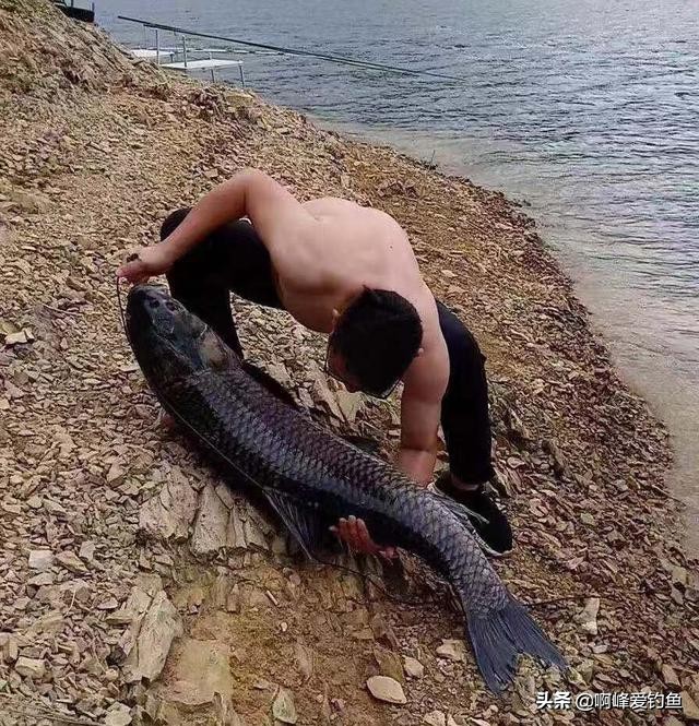 怎么钓青鱼好钓一点,冬钓青鱼技巧和方法