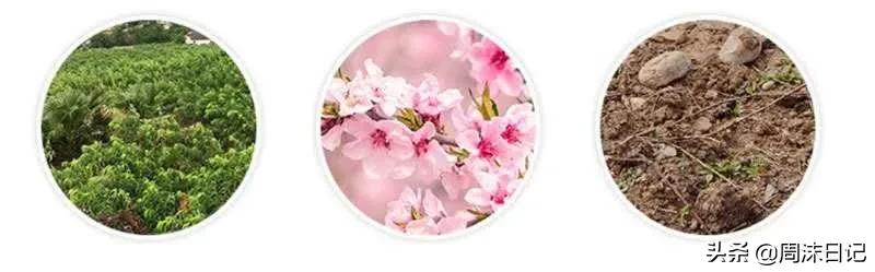 黄油桃，全身无毛，个大饱满，来自山东蒙自，一个根本不过瘾