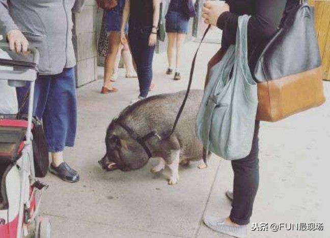 井柏然抖音小猪,井柏然给白敬亭送小猪佩奇