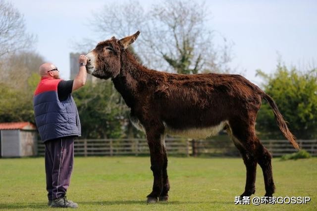 世界上体型最大的毛驴,吉尼斯毛驴身高