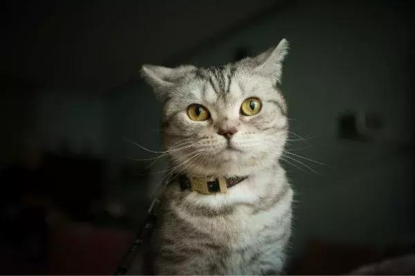 如果猫咪走丢了报警可以吗,猫咪走丢了如何把猫咪找回