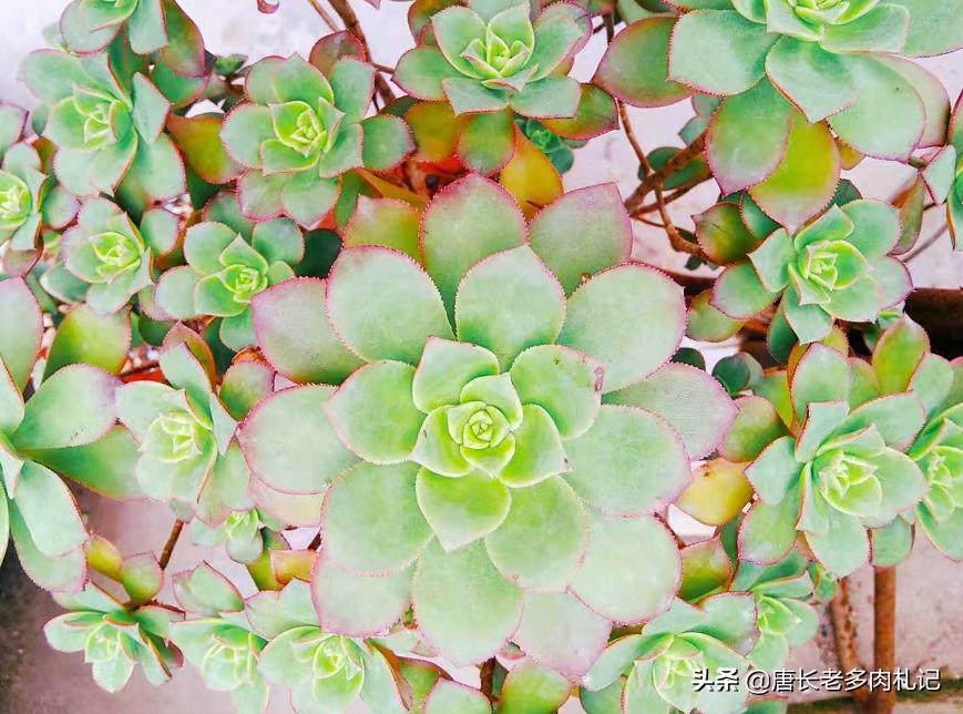 多肉法师颜色差没亮度怎么办,多肉法师怎么养容易出状态