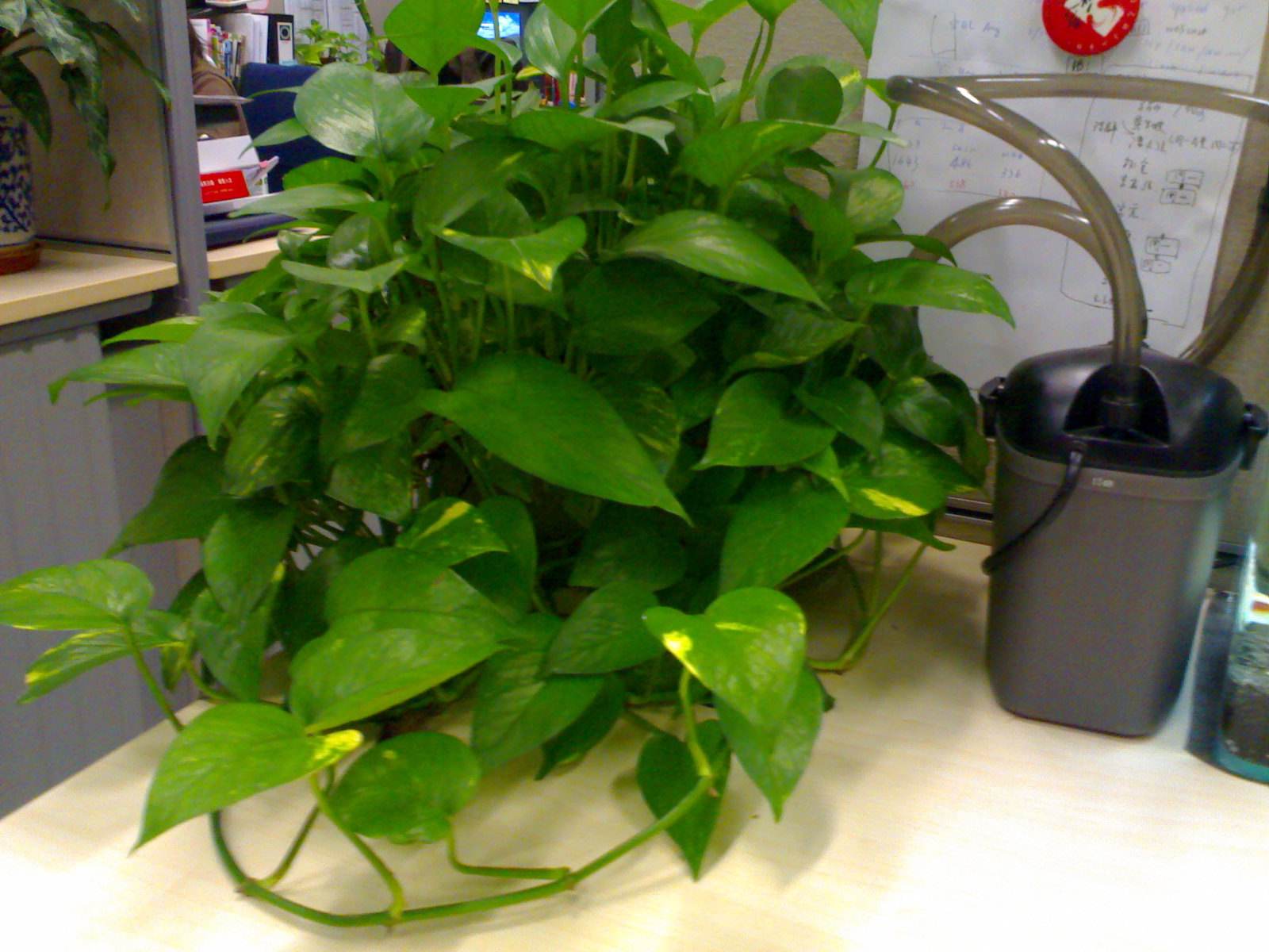 绿萝能直接泡鱼缸里养吗,绿萝枝叶放在鱼缸中会释放氧气吗