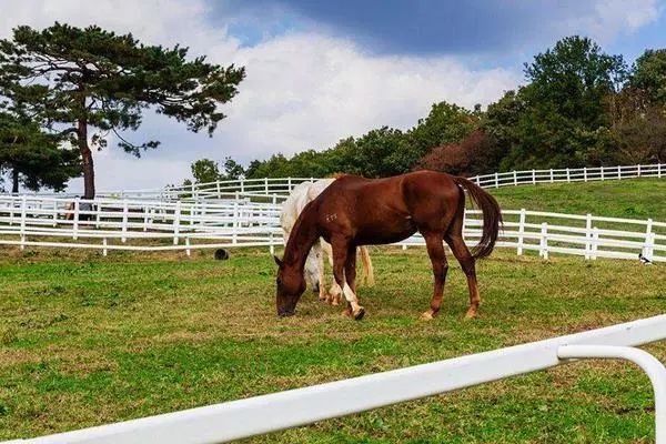 许幻山详细解析,许幻山丢高尔夫球