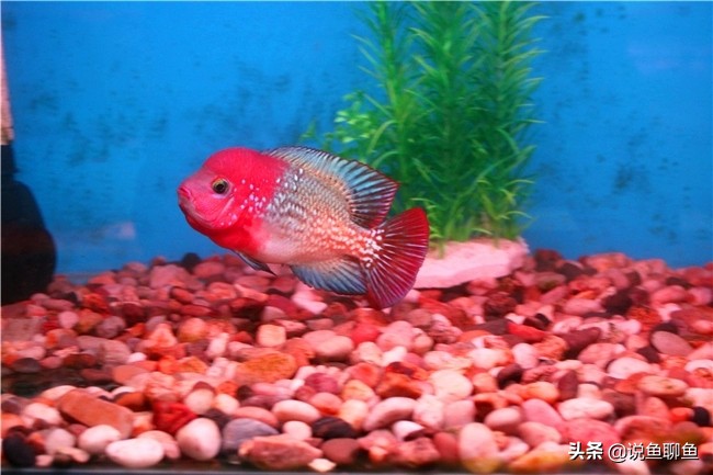 罗汉鱼蹭缸用什么药,罗汉鱼蹭缸抖动怎么回事