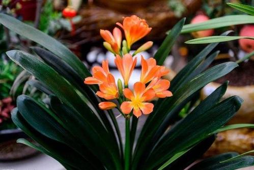 君子兰摆放在家里面哪个位置最好,君子兰在东阳台和南阳台正确摆放