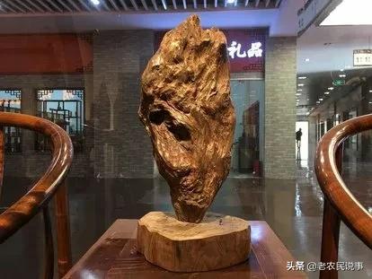 农村种金丝楠真的能挣钱吗,农村金丝楠