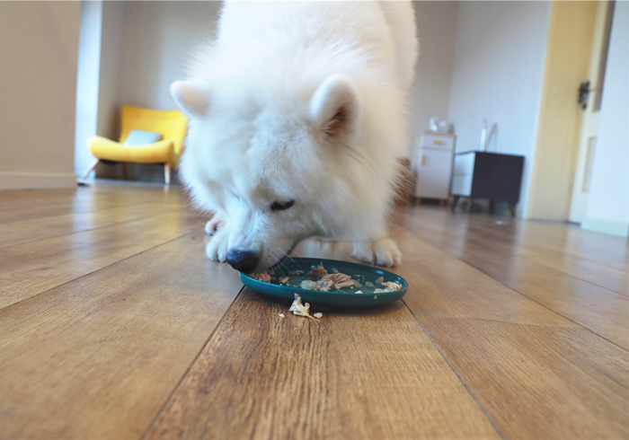 水泡的狗粮营养会不会流失,狗粮每次都需要水泡吗