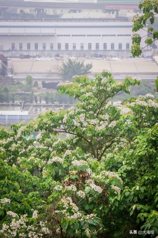 潮汕赏花一日游最佳去处,潮汕五一小众旅游推荐