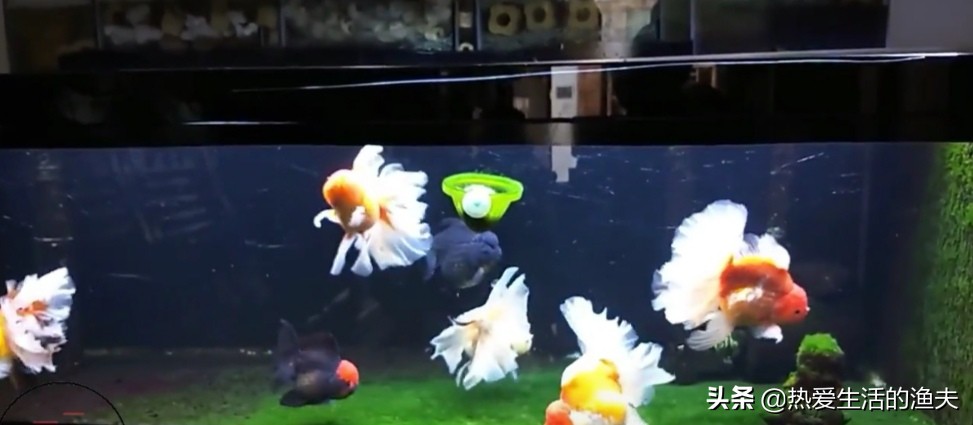 兰寿金鱼怎么喂长得快,金鱼怎么喂长得快