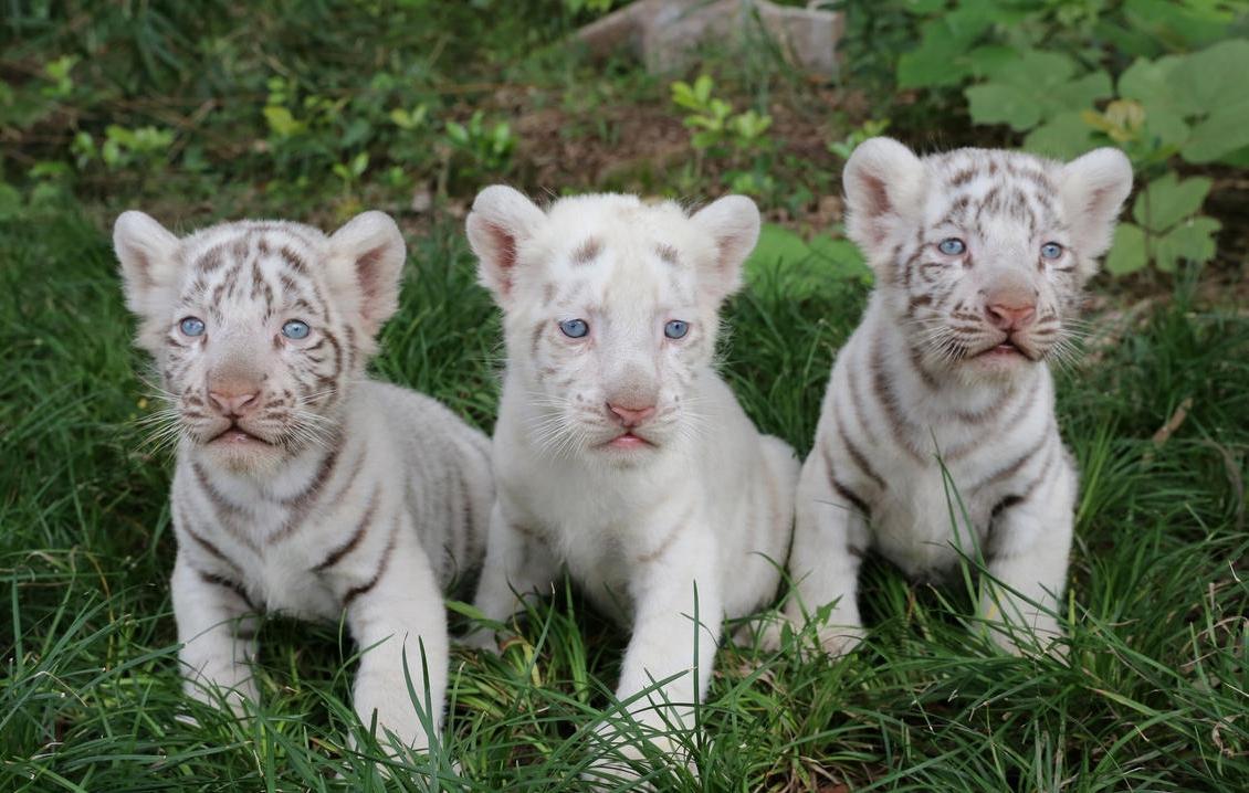 为什么狗狗会认识从未见面的家人,为什么狗狗年龄越大越不亲近人类