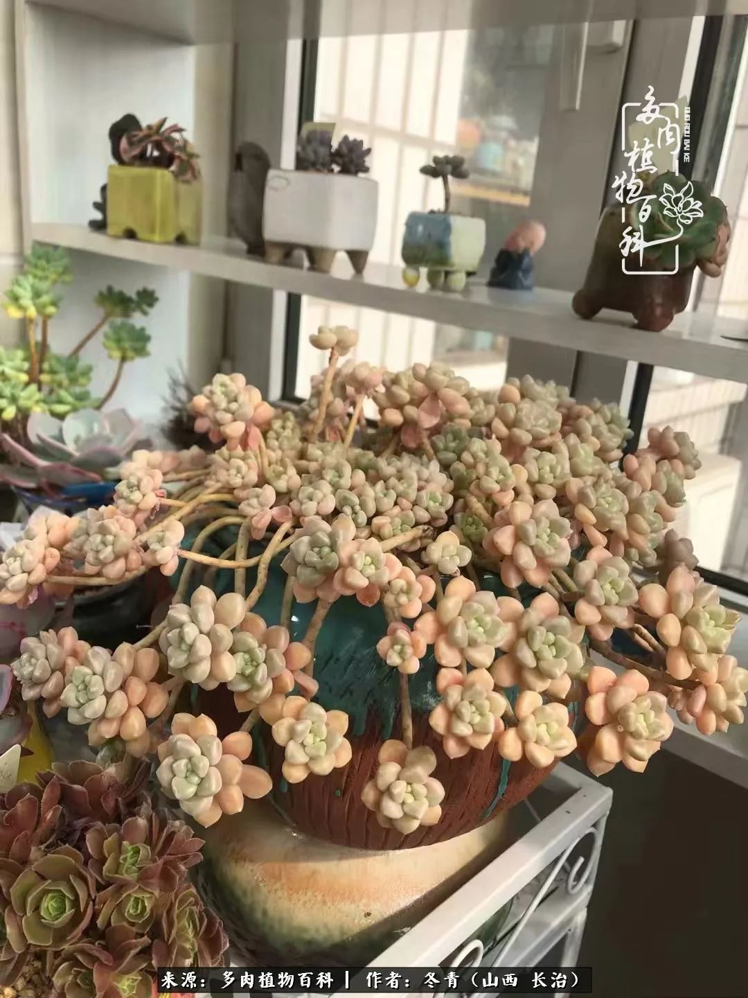 阳台养多肉徒长怎么办,阳台养多肉养殖方法和注意事项