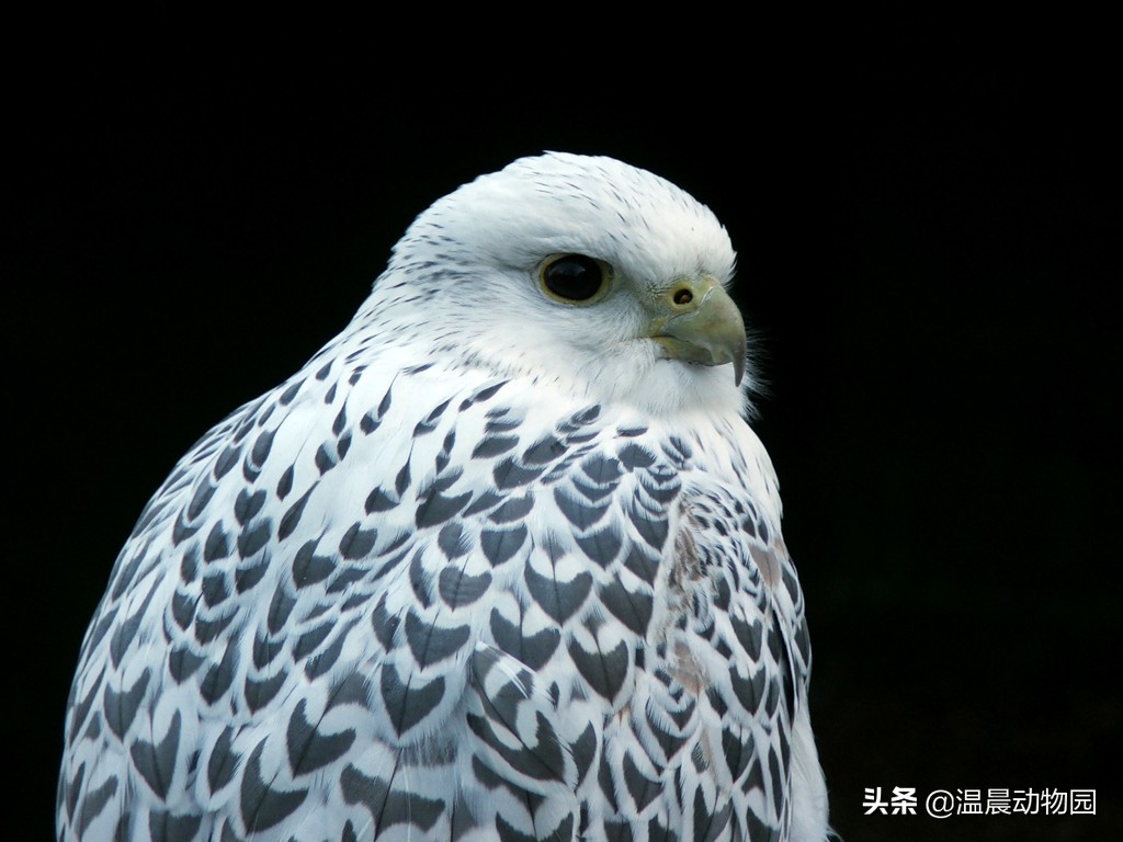 为什么海东青被称为神鸟,海东青是天空中的无敌王者吗