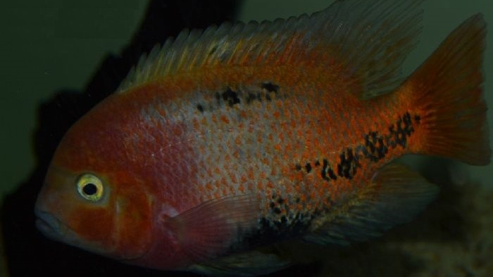 南美慈鲷,慈鲷有黑色的吗