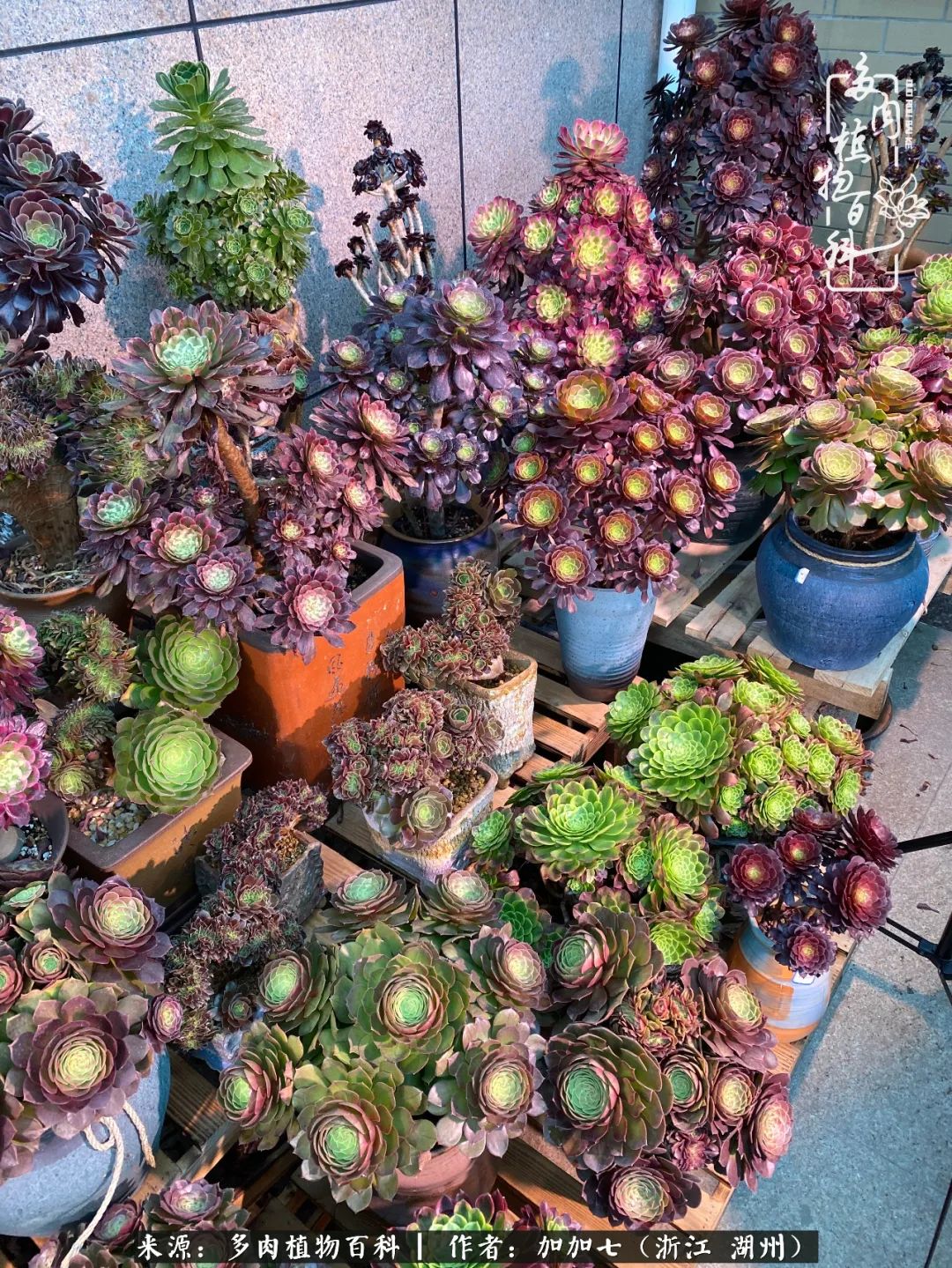 没根的法师夏天怎么养,五法师阵容