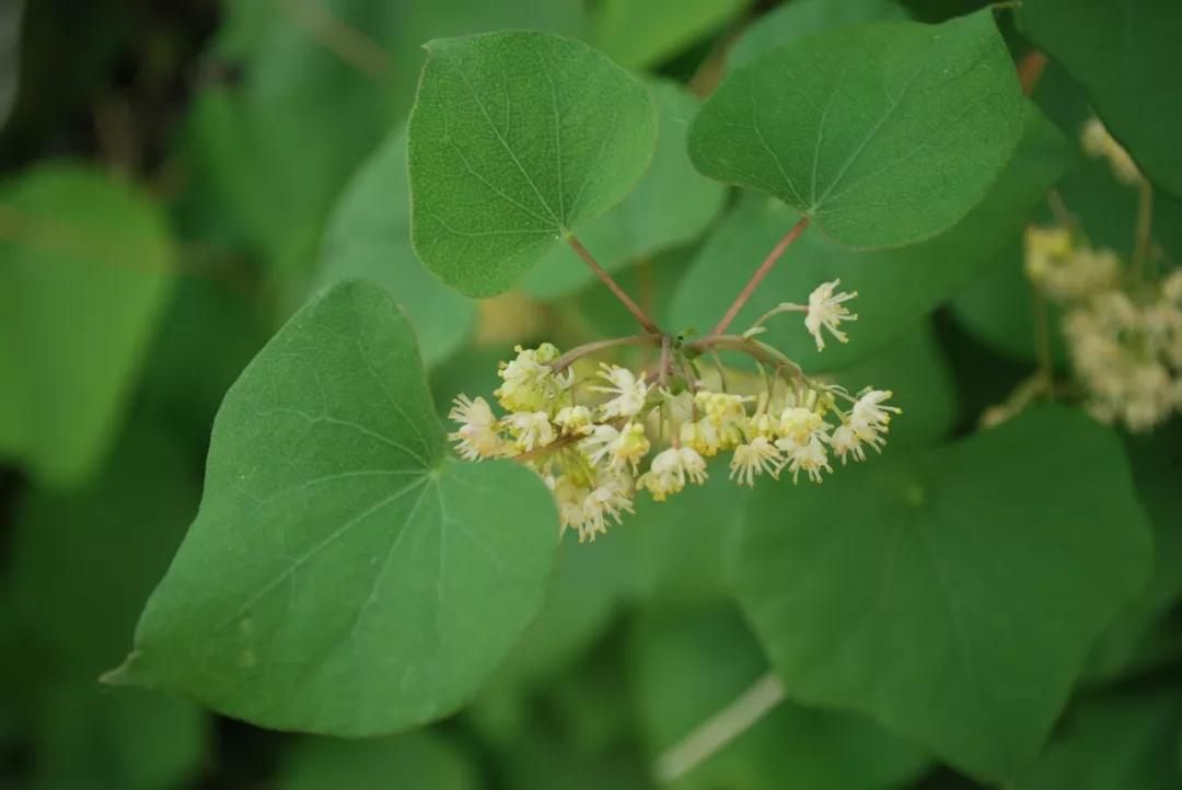 冬天常见中药植物图片及功效,花期长的草本植物图片