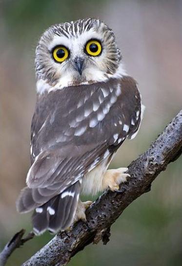 猫头鹰自古以来都是不祥之鸟,猫头鹰不祥的鸟