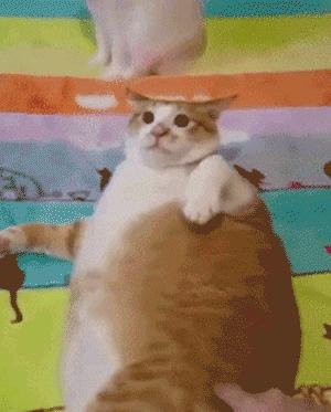 怎么预防猫咪尿道阻塞,猫咪尿道阻塞位置