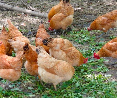 散养土鸡喂稻谷和玉米哪个好,散养土鸡喂玉米粒