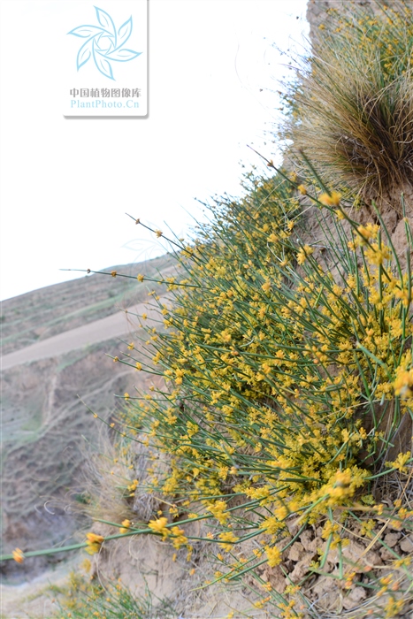 藁本神农本草经,神农本草经葛根原文