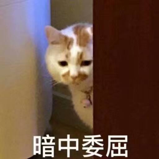 我的猫咪不爱喝水怎么办,猫咪因被主人关在门外大声嚎叫
