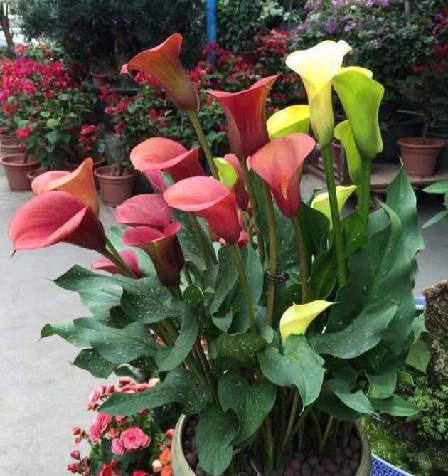 马蹄莲怎么养才能开花呢,马蹄莲怎么养护让它第二年开花