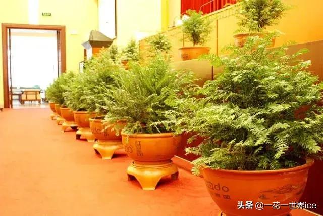种一种植物一年收入6000千万,大熊猫2020