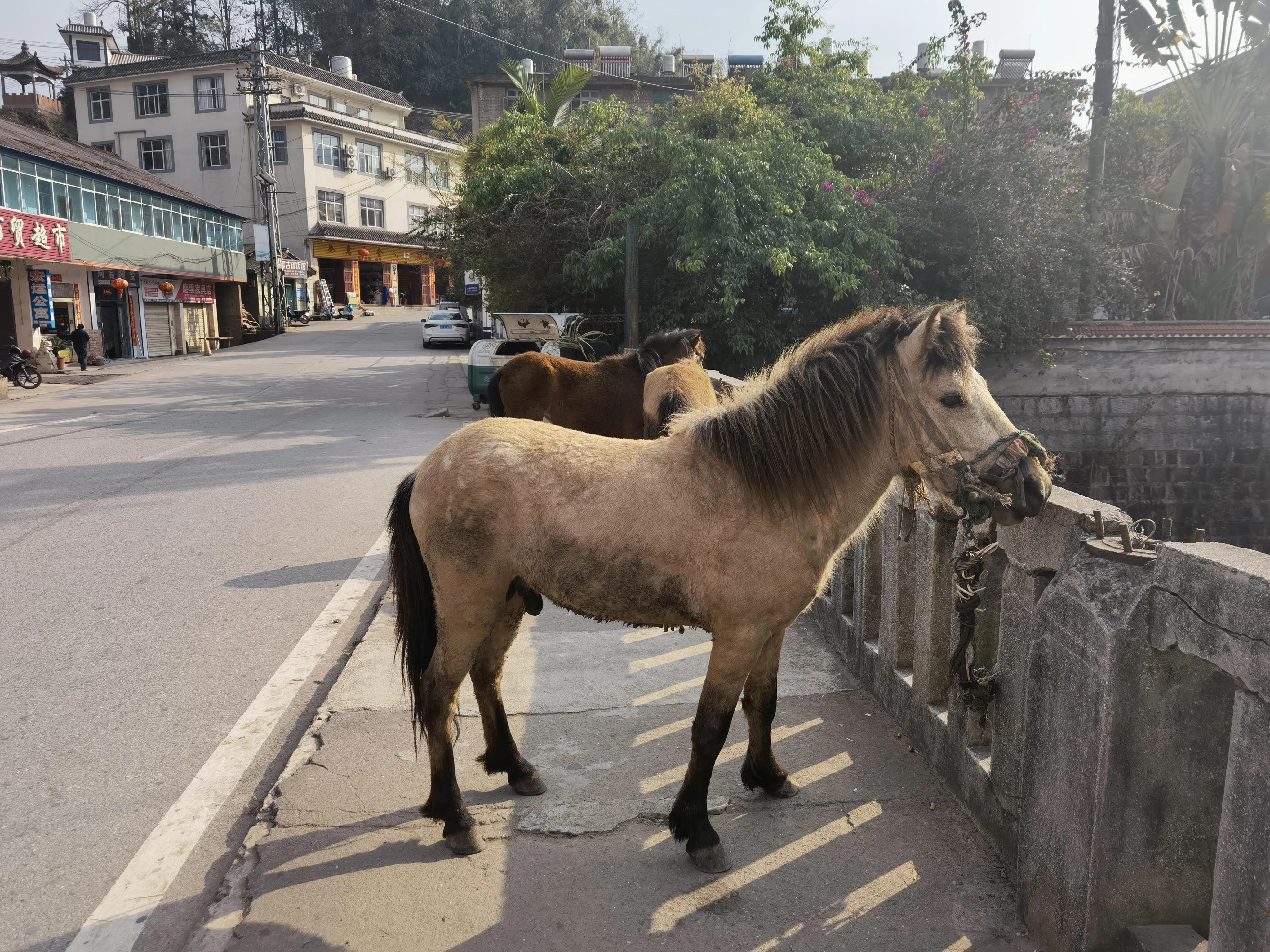 大渡岗十大名茶,大渡岗茶山文化