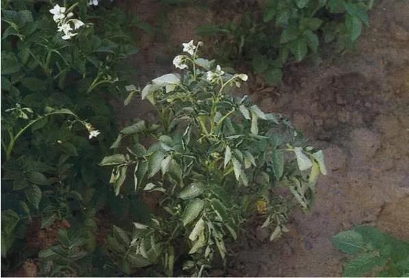 马铃薯的地下害虫有哪些,马铃薯种植技术及病虫害防治