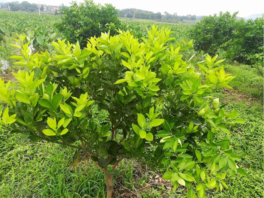 柑橘木虱卵和蚜虫卵的区别,柑橘红蜘蛛蚜虫用什么药防治